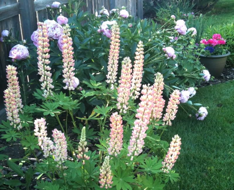 I love my flowers! (before and after pics)